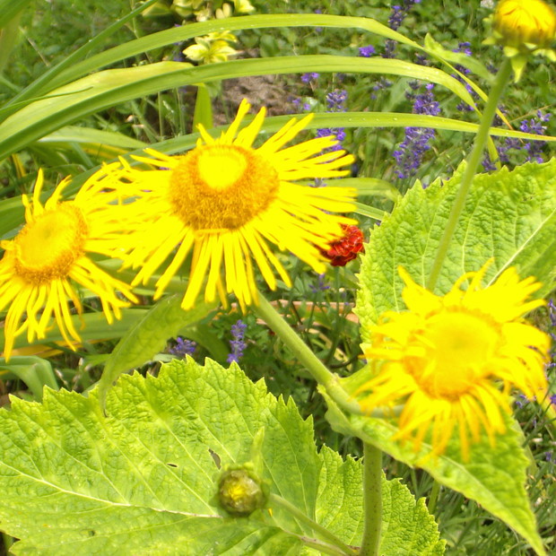 tą roślinę rozmnożyłam z nasion , które zebrałam na spacerze
