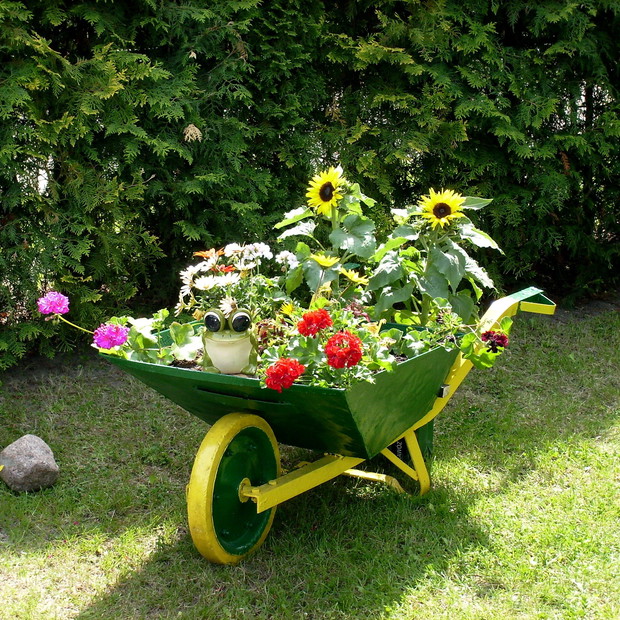 Taczka po odmalowaniu stanowi główną część atrakcji w moim ogródku. We wnętrzu taczki możemy zobaczyć ozdobną żabkę, która wyróżnia się na tle barwnych kwiatów.