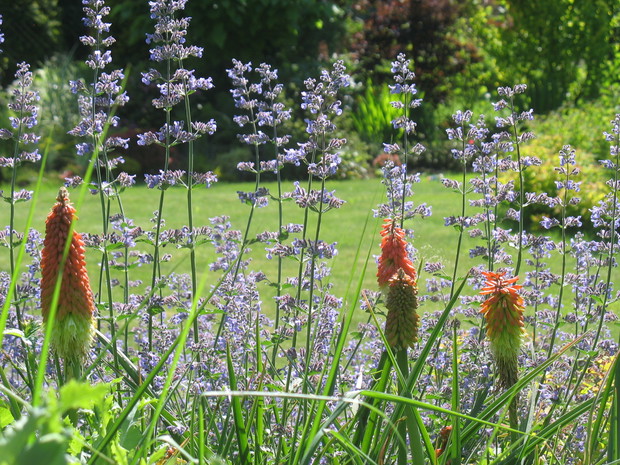 Trytomy groniaste w kocimiętce 