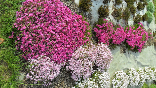 Tymi floksami chcę obsadzić cały przedogródek. Pomiędzy rabatą całoroczną, wrzosowiskiem i skalniakiem, stworzyć z nich trawnik, który w maju pięknie będzie kwitł.