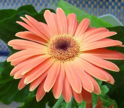 ukochane od zawsze- Gerbery :)