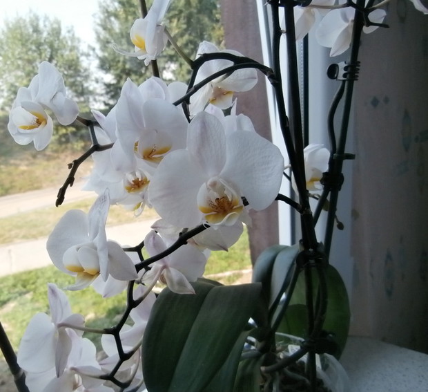 ulubiony biały Storczyk :)