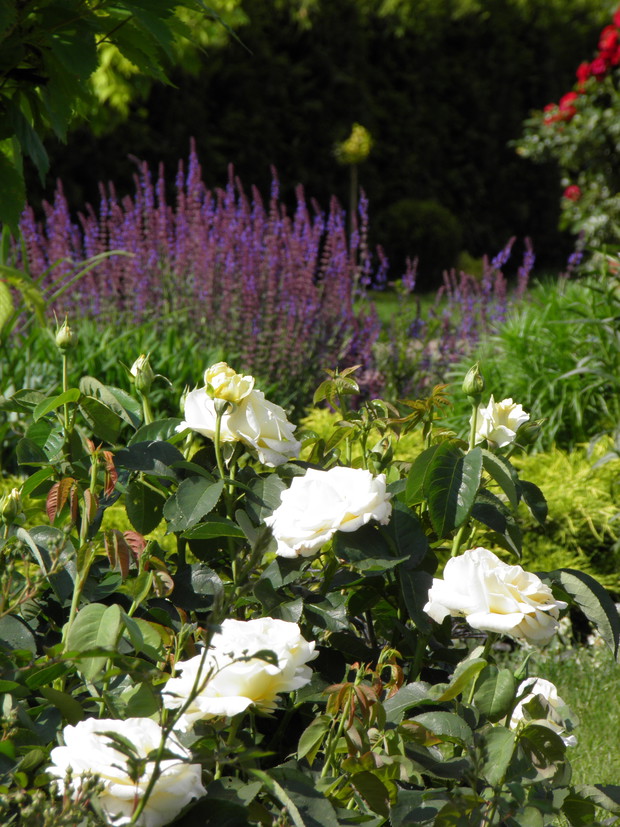 ulubiony zestaw kolorystyczny - kremowa róża i szałwia omszona, w tle moja koleja duma - róża pienna