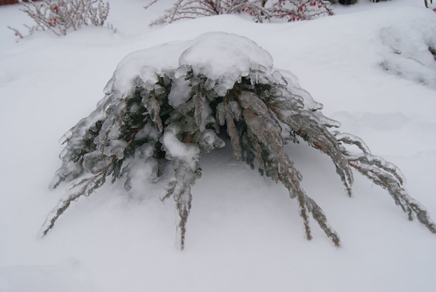 Urok krzewów zimą :)