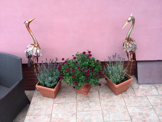 W centrum osteospermum.