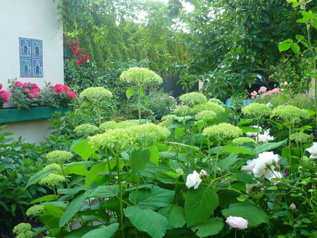 W cienistych zakątkach pięknie kwitną hortensje; tu - hortensja krzewiasta Annabelle.