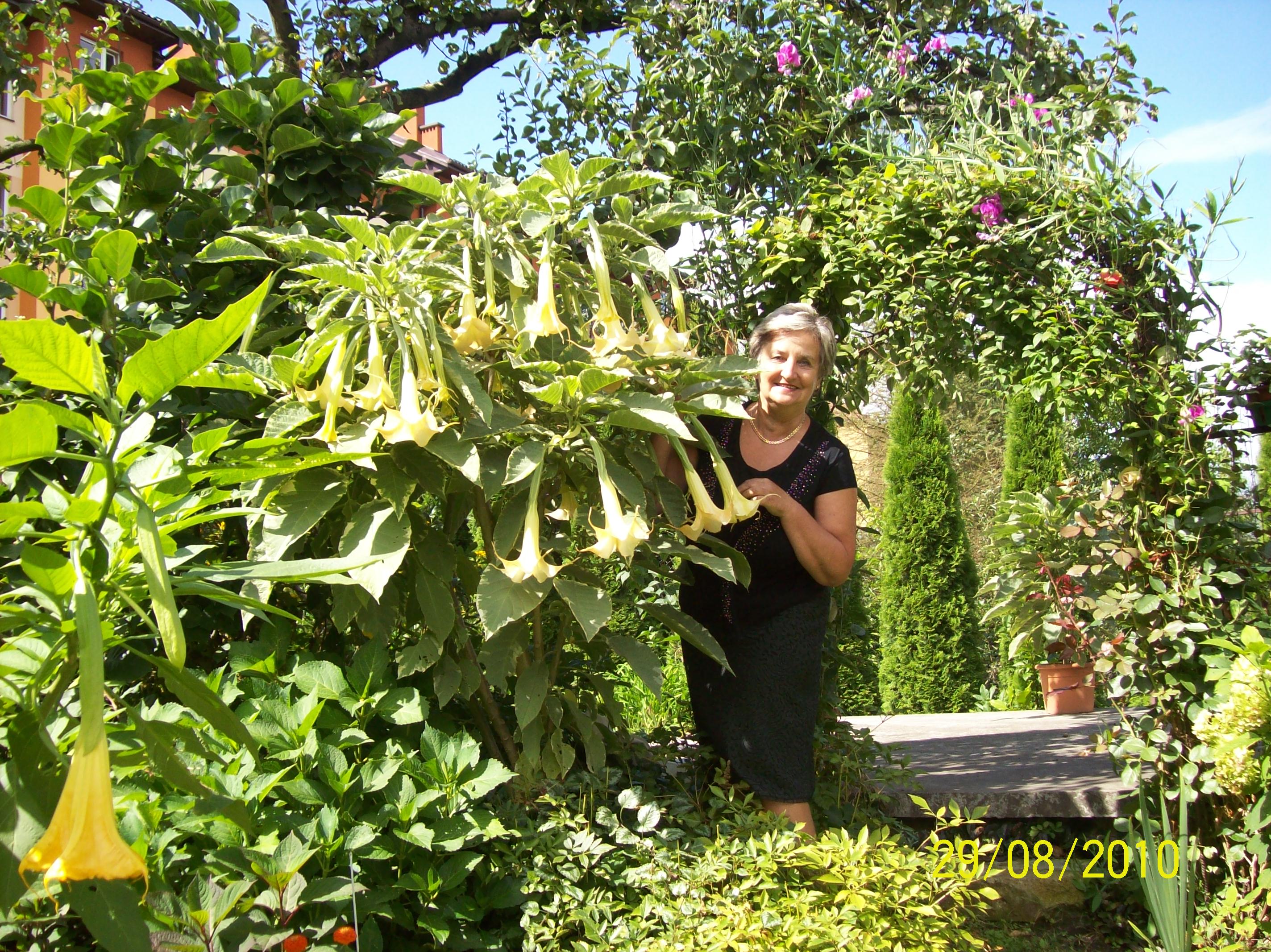 W doborowym towarzystwie " ANOŁÓW Z TRĄBAMI"