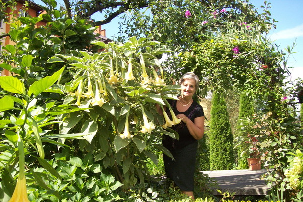 W doborowym towarzystwie " ANOŁÓW Z TRĄBAMI"