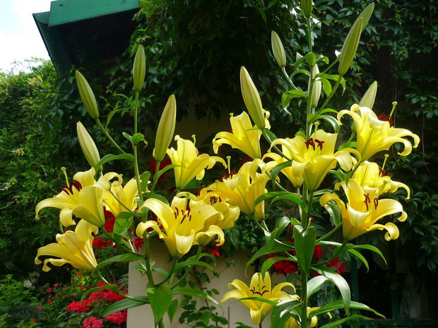 W letnim ogrodzie czarują lilie - ich uroda i oszałamiający zapach sprawiają, że nie sposób przejść obok nich obojętnie...