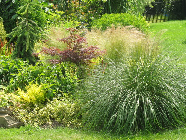  w ogrodzie rośnie wiele gatunków traw.