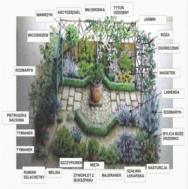 W ogrodzie w stylu wiejskim zioła rosną pomiędzy innymi gatunkami roślin.