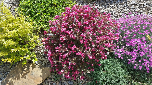 Weigela  przycinana 2  razy do  roku 