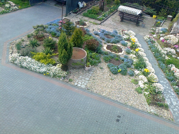 widok z mojego okna na niezapominajki które wysiały się same