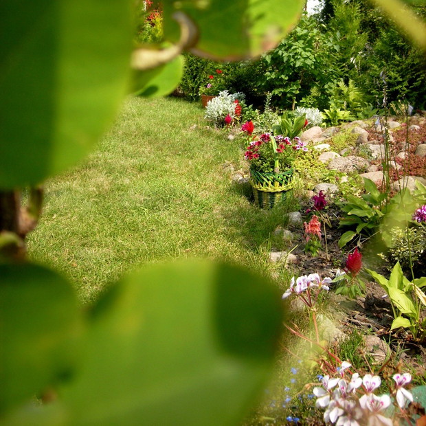 Widok zza drzewka na koszyczek i część skalniaka...
