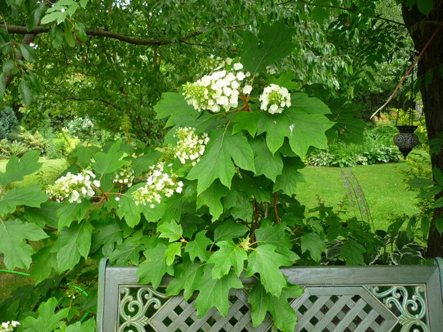 Wielka hortensja dębolistna malowniczo opiera się o ławeczkę w kąciku wypoczynkowym...