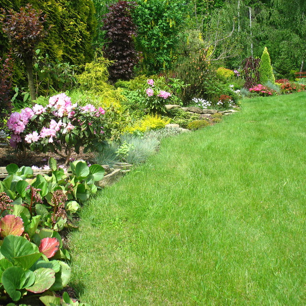 wiosenne kwitnienia rododendronów i azalii