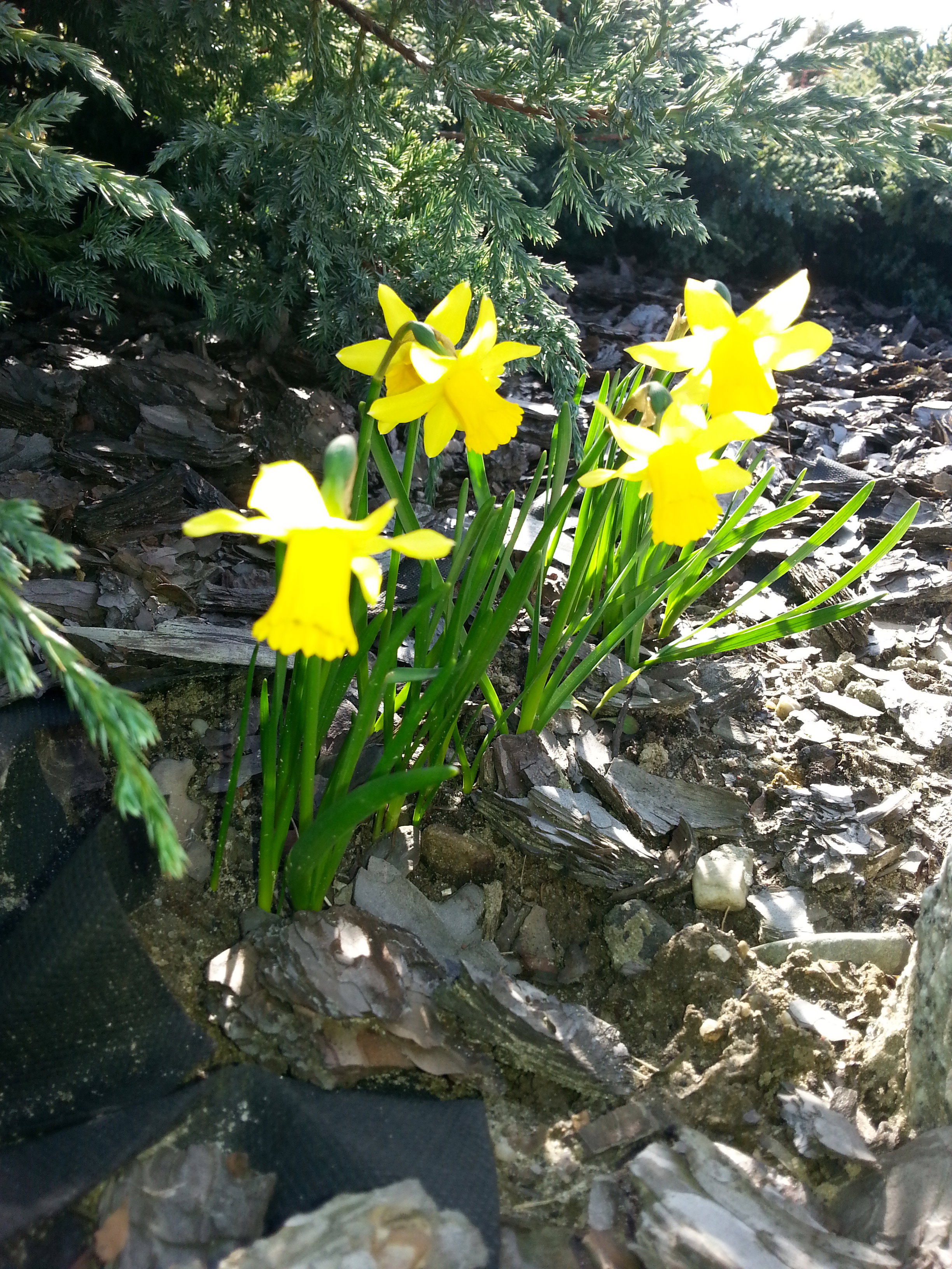 Wiosenne narcyze w promieniach słońca :)