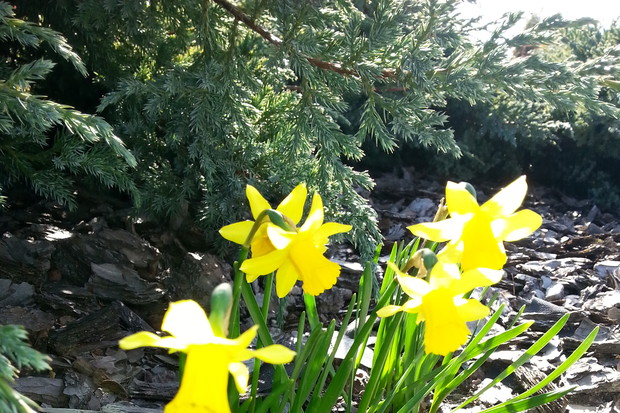 Wiosenne narcyze w promieniach słońca :)