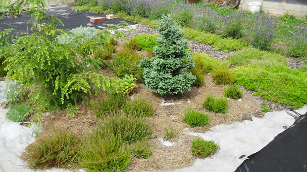 Wrzosowisko, rosną tu iglaczki (jednego z nich próbuję prowadzić w formie spirali), hebe, azalie i oczywiście wrzosy