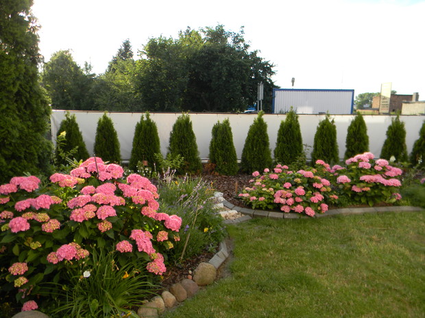 WŚRÓD HORTENSJI . . . 