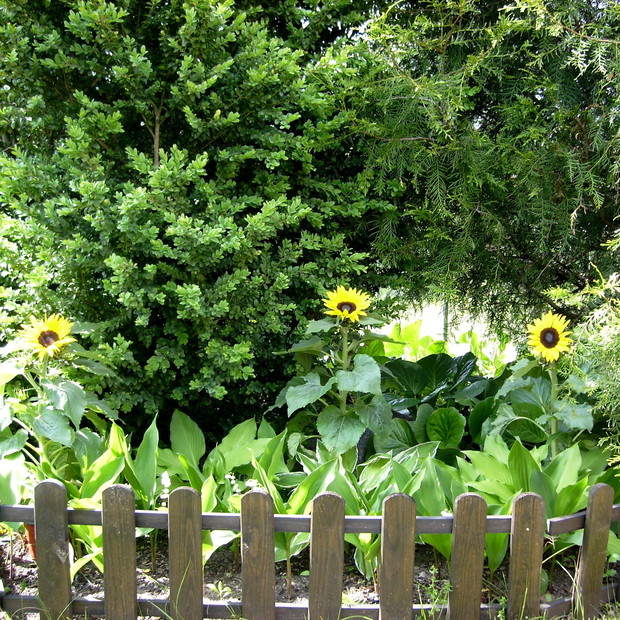 Z drugiej strony ogrodu znajduje się mała rabatka ze słonecznikami i innymi kwiatami.