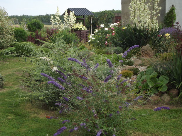 Zaczynają kwitnąć Budleje Dawida.