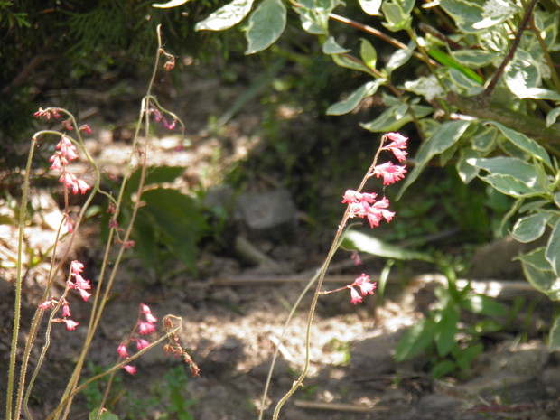 "żurawkowe dzwonki"