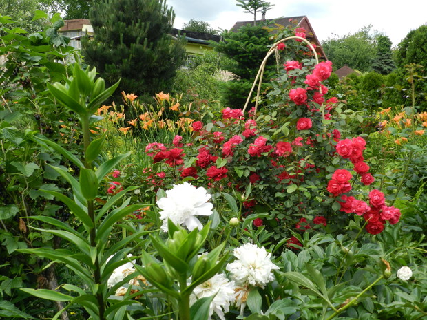 A to moja tegoroczna faworytka róża pnaca.Przez kilka sezonów nieświadomie ją przycinałam,jak róże rabatowe i oczywiściew nigdy nie zakwitła.Aż do tego lata :) To był dla wszystkich piękny widok.