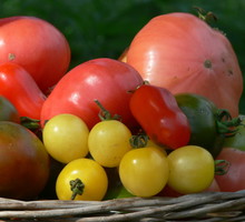 Aby mieć pewność, że plony będą udane, zawsze kupuję nasiona z długą datą przydatności. Pilnuje także, by pochodziły wyłącznie od sprawdzonych producentów