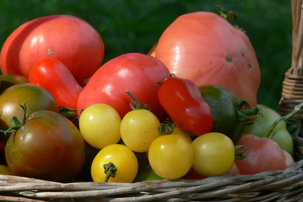 Aby mieć pewność, że plony będą udane, zawsze kupuję nasiona z długą datą przydatności. Pilnuje także, by pochodziły wyłącznie od sprawdzonych producentów