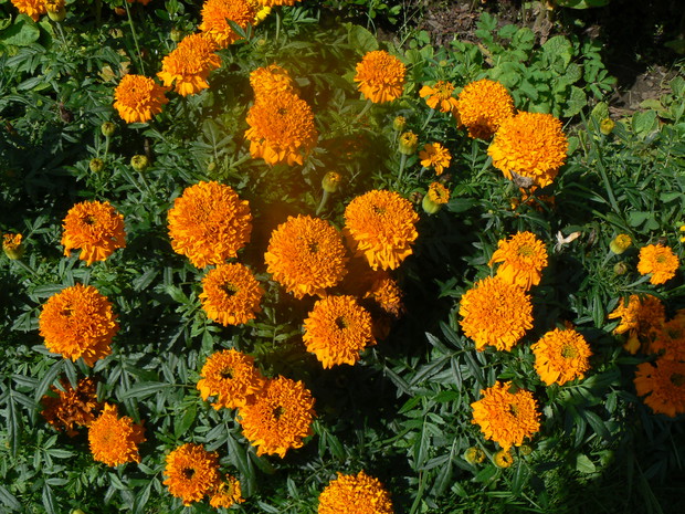 Aksamitki będą kwitły do pierwszych przymrozków. Obsadziłam nimi rabaty, odporne na deszcz.