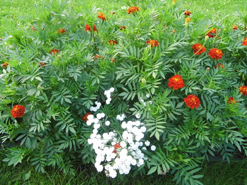 Aksamitki :)i kaszka biała:)