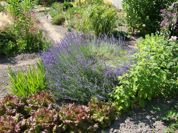 Aromatyczna lawenda odstrasza mszyce.