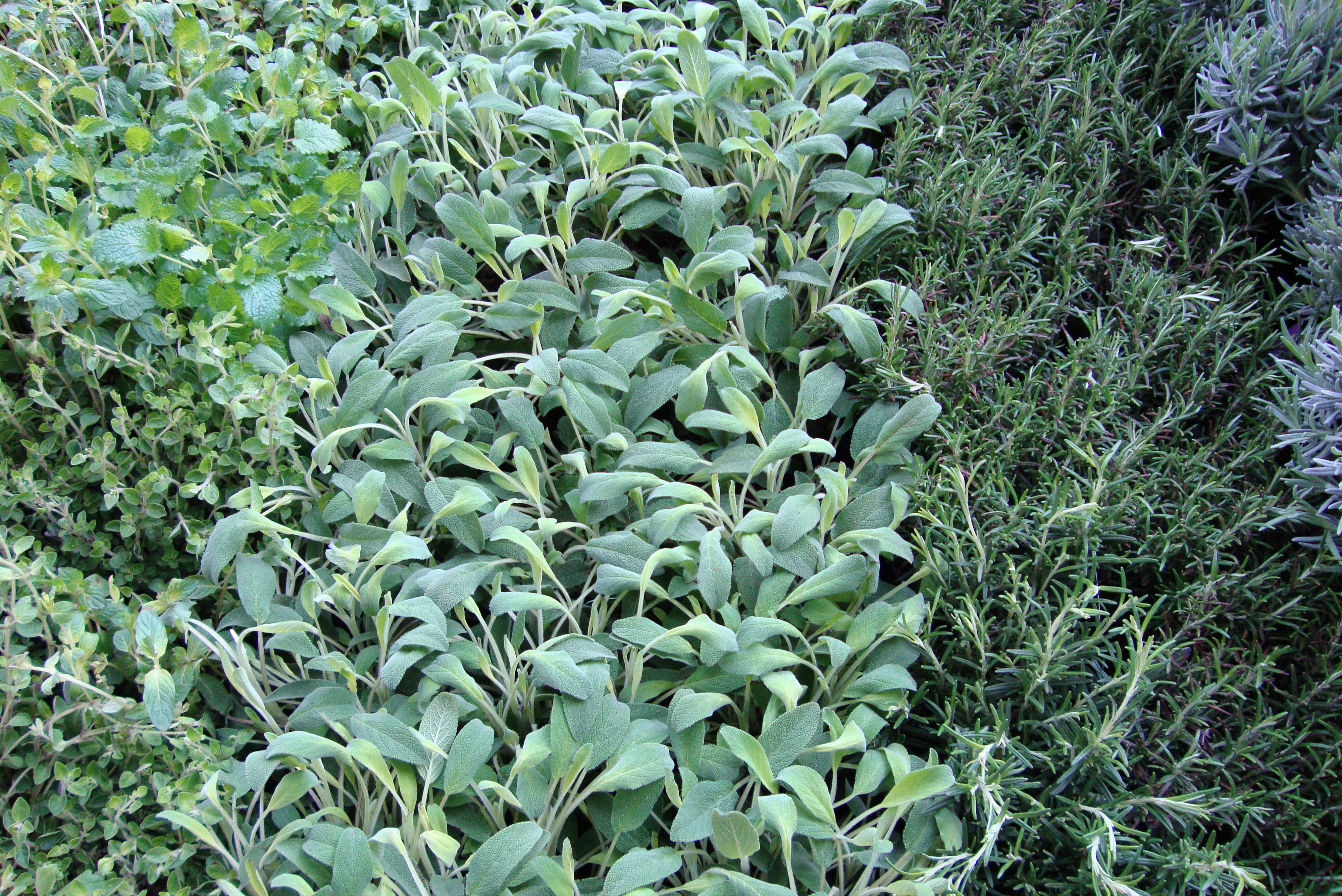 Aromatyczny dywan utkamy, dobierając zioła o różnych barwach liści.