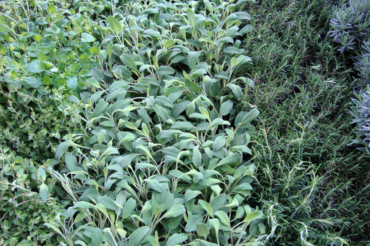 Aromatyczny dywan utkamy, dobierając zioła o różnych barwach liści.