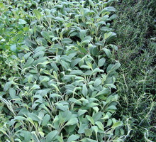 Aromatyczny dywan utkamy, dobierając zioła o różnych barwach liści.