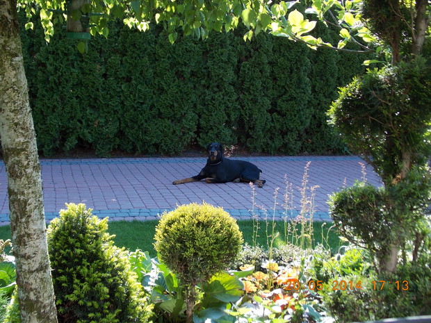 Baster wypoczywający w cieniu szmaragdowego żywopłotu