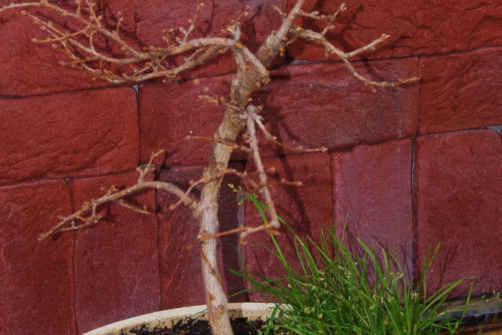 Bonsai