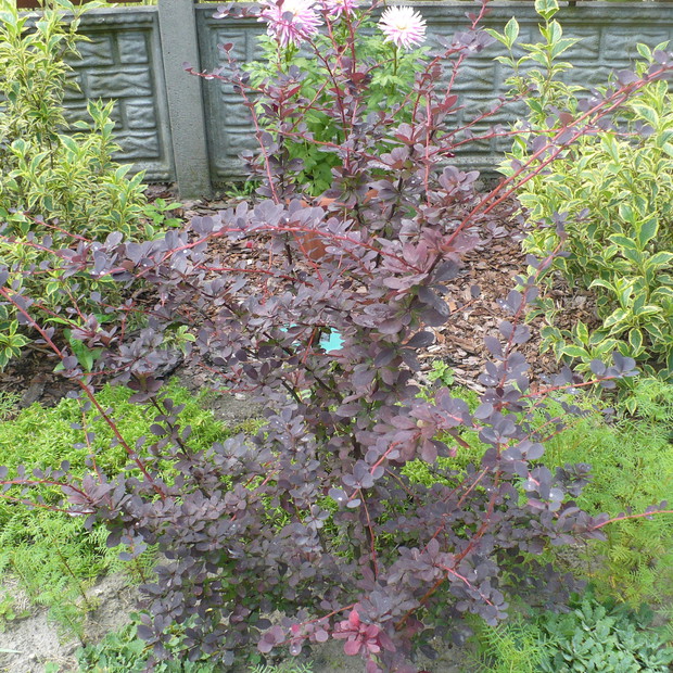 Bordowy berberys czeka na powtórne kwitnienie krzewuszek.