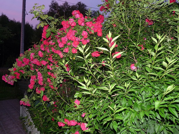 Ciemnoróżowa róża pnąca