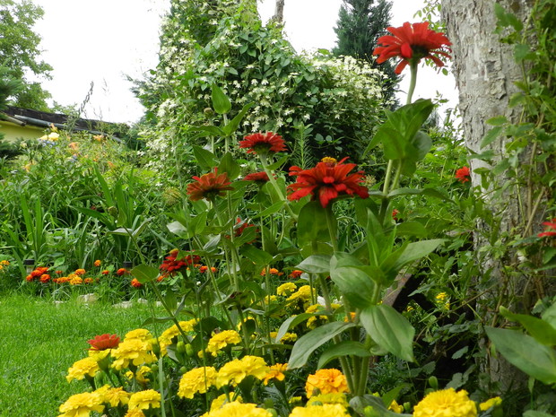 Co roku obowiązkowo sadzę rośliny jednoroczne.Regularnie odżywiane kwitną do samej jesieni