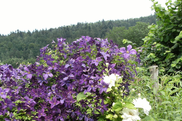 Cudowne clematisy!!
