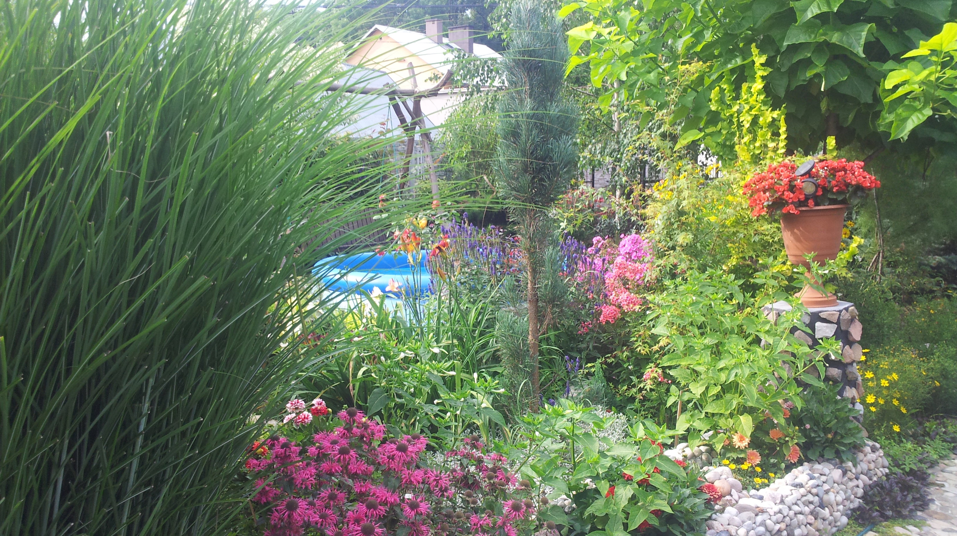 Cynie są jednoroczne. Gdy przekwitną, zbieram nasiona, by mieć je do wysiania na kolejny rok.