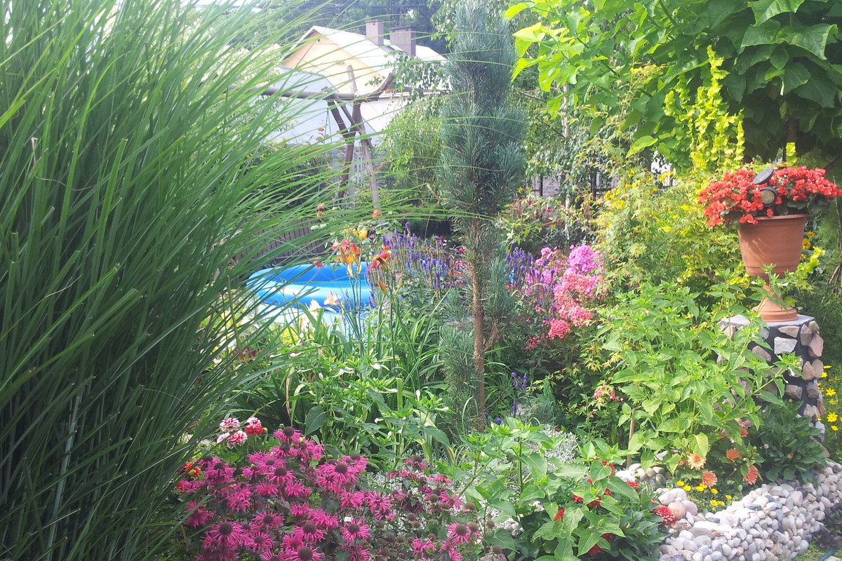 Cynie są jednoroczne. Gdy przekwitną, zbieram nasiona, by mieć je do wysiania na kolejny rok.