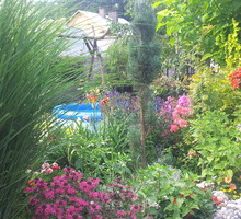 Cynie są jednoroczne. Gdy przekwitną, zbieram nasiona, by mieć je do wysiania na kolejny rok.