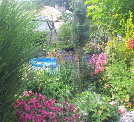 Cynie są jednoroczne. Gdy przekwitną, zbieram nasiona, by mieć je do wysiania na kolejny rok.