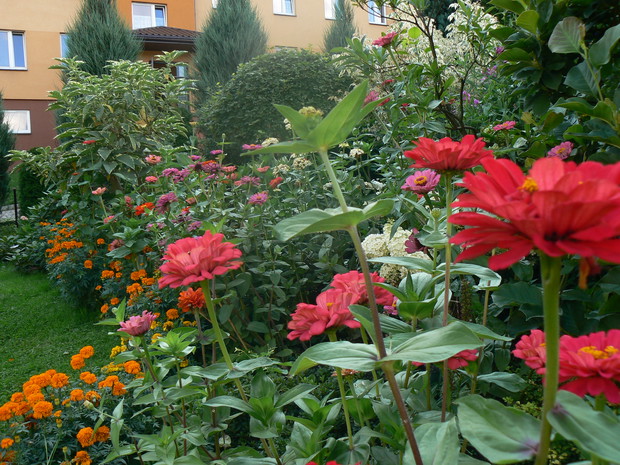 Cynie są niewymagające, a pięknie zdobią ogród i uroczo wyglądają w wazonach.