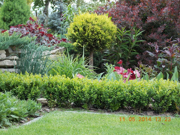 Cyprysik w towarzystwie żurawek i berberysa