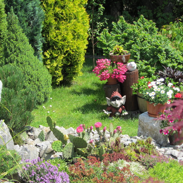 Część skalniaka  a w nim kwitnące opuncje zimujące w gruncie.