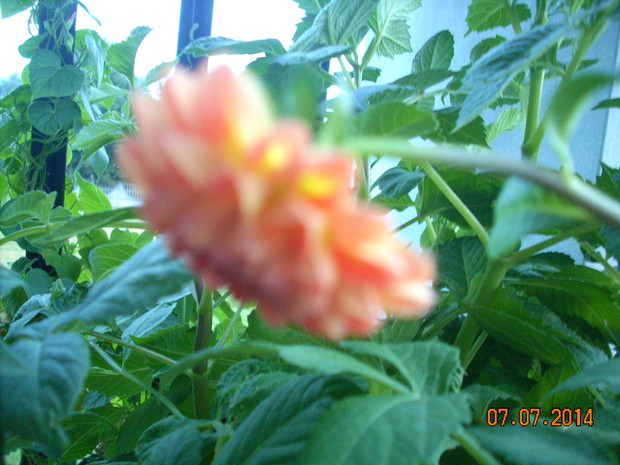 Dalie wolniej rozkwitają.